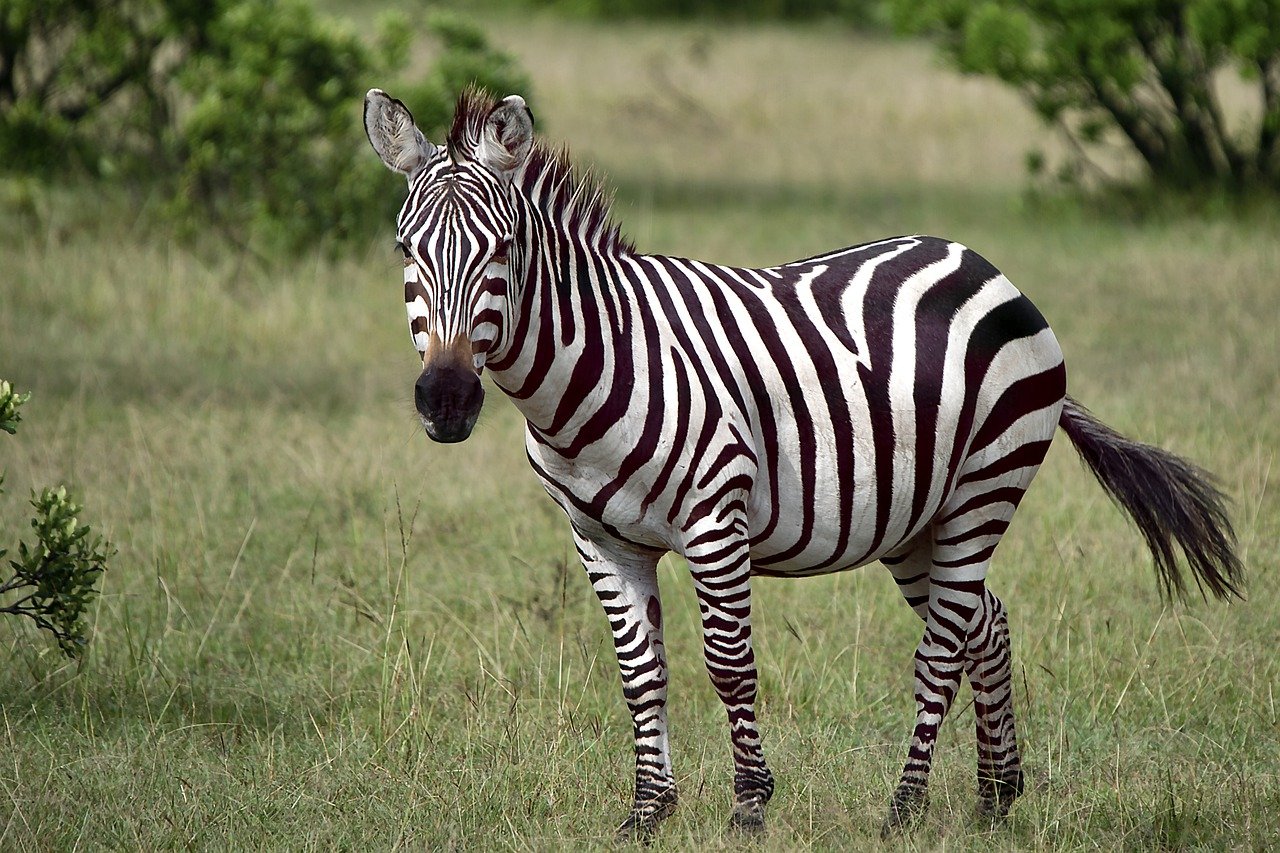 Zebra in a Jungle